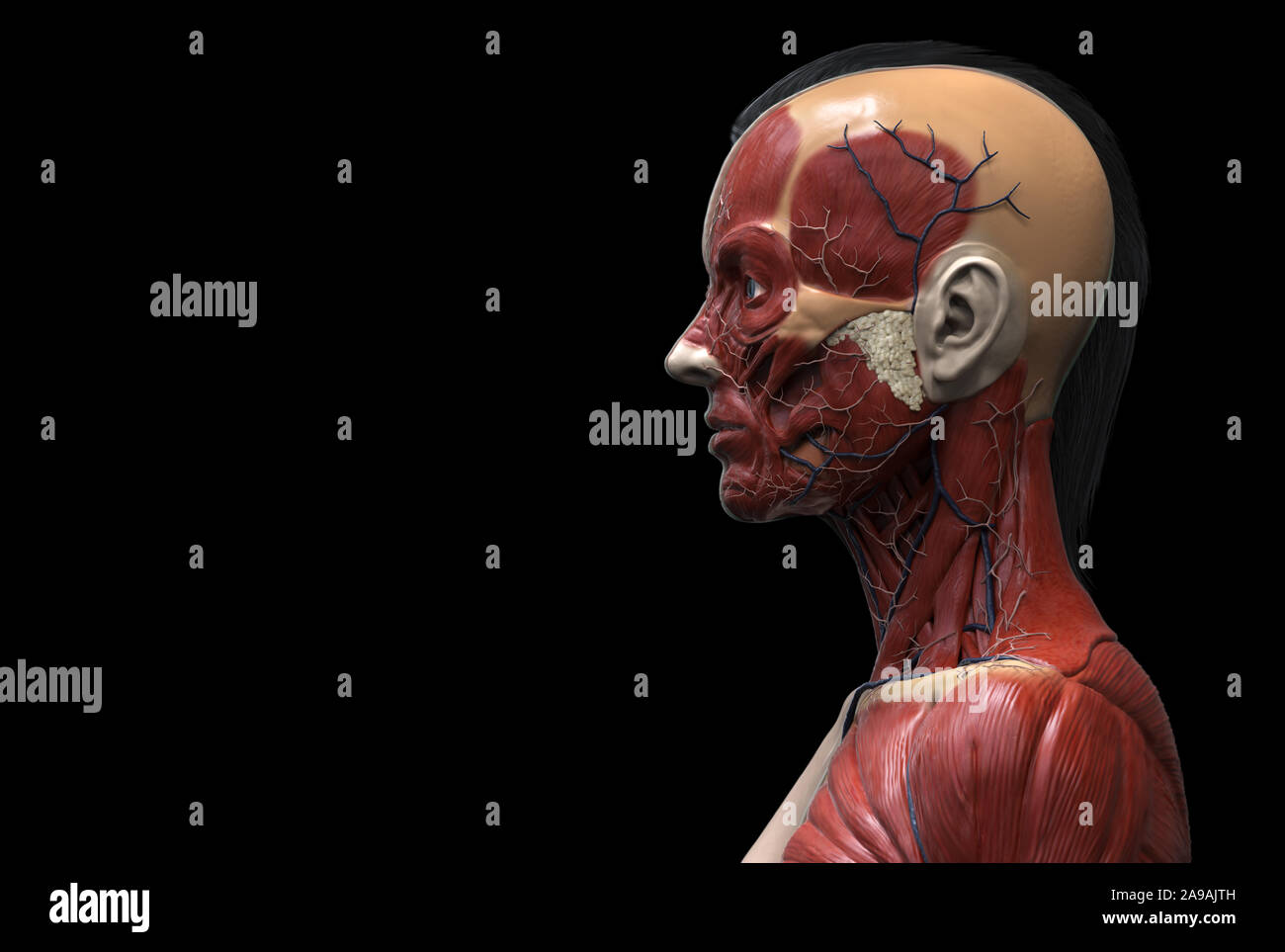 Corpo Umano anatomia di una donna struttura dei muscoli di una femmina, vista frontale vista laterale e la vista prospettica, 3D render Foto Stock