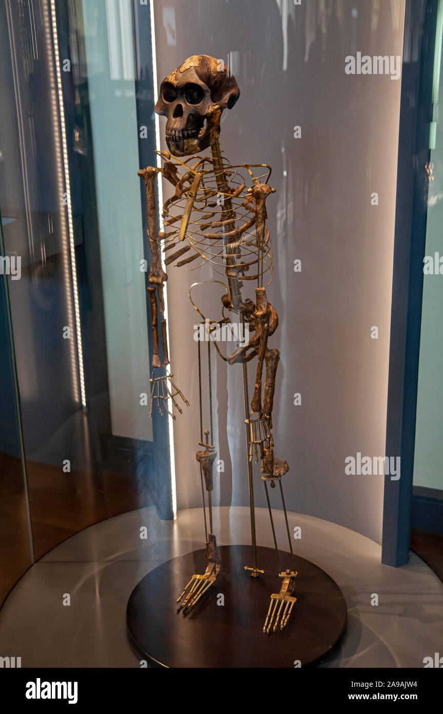 Hominin ricostruzione dello scheletro di Australopithecus afarensis (Lucia) A. afarensis era un bipede simile a quella umana primate (ominide) che vivevano in Africa 3,9- Foto Stock