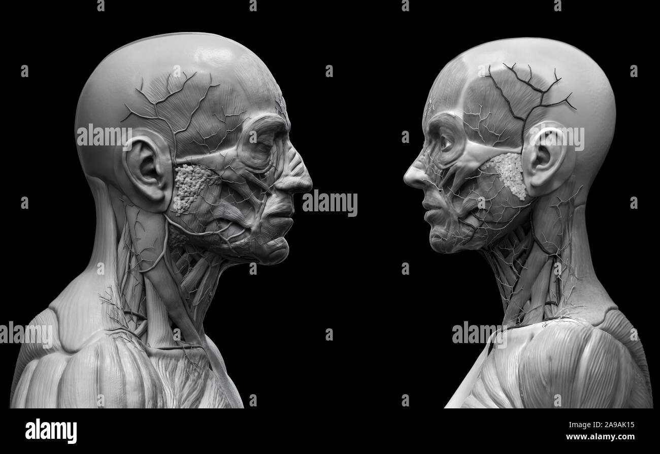 Corpo Umano anatomia sullo sfondo di un maschio e femmina - anatomia muscolare del viso collo e spalle , immagine medica riferimento di anatomia umana Foto Stock
