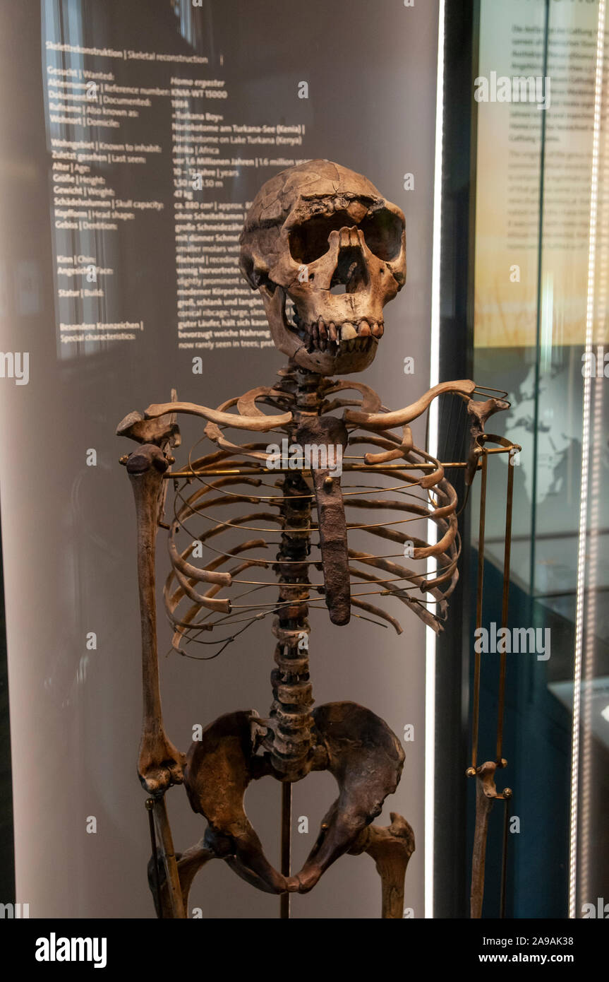 Umanoide ricostruzione dello scheletro di Homo ergaster, anche Homo erectus ergaster o africano di Homo erectus è un chronospecies estinta del genere Homo th Foto Stock