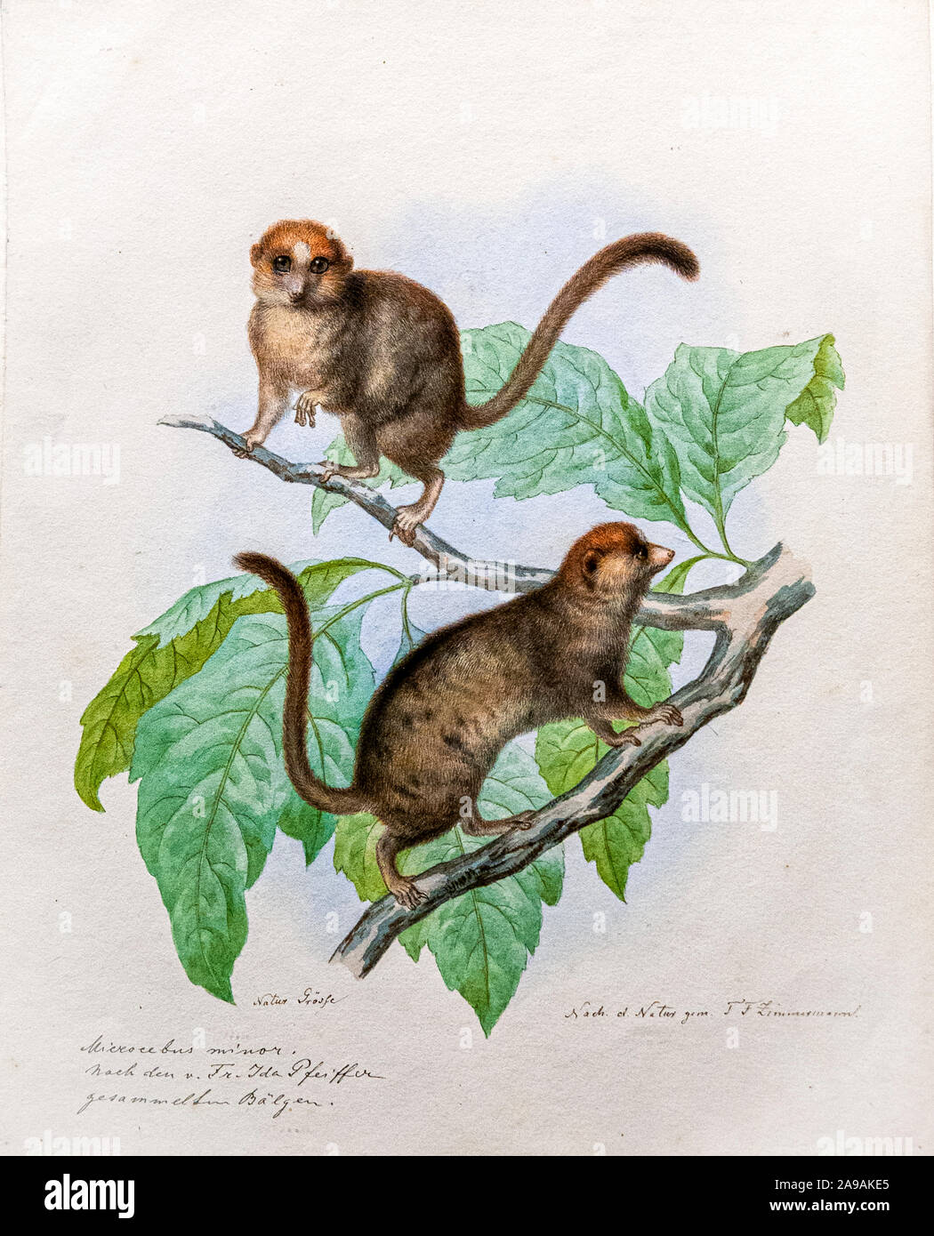 Xix secolo colorate a mano incisione animale di tarsier su un albero Foto Stock