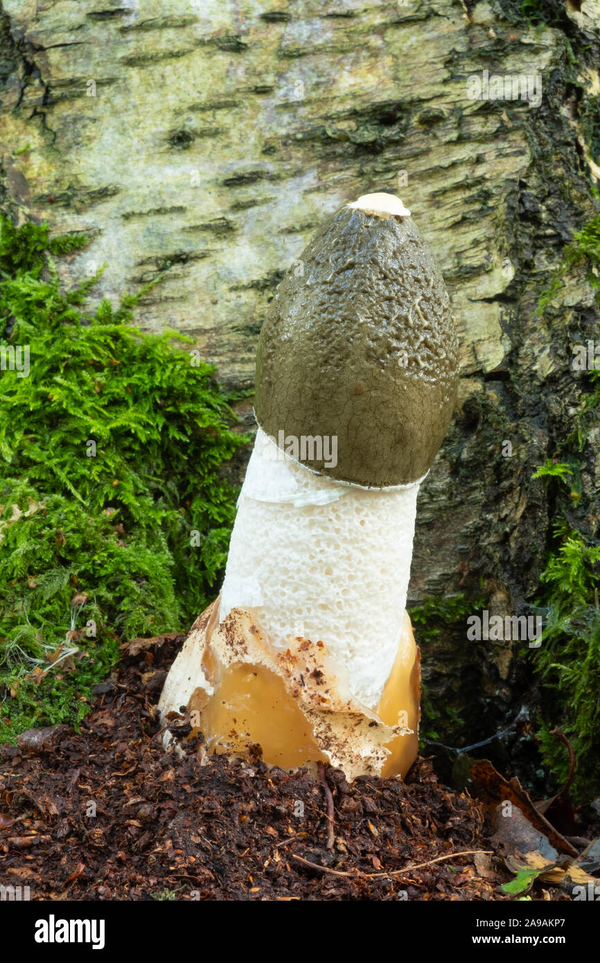 Stinkhorn fungo Phallus impudicus, in British woodland Foto Stock
