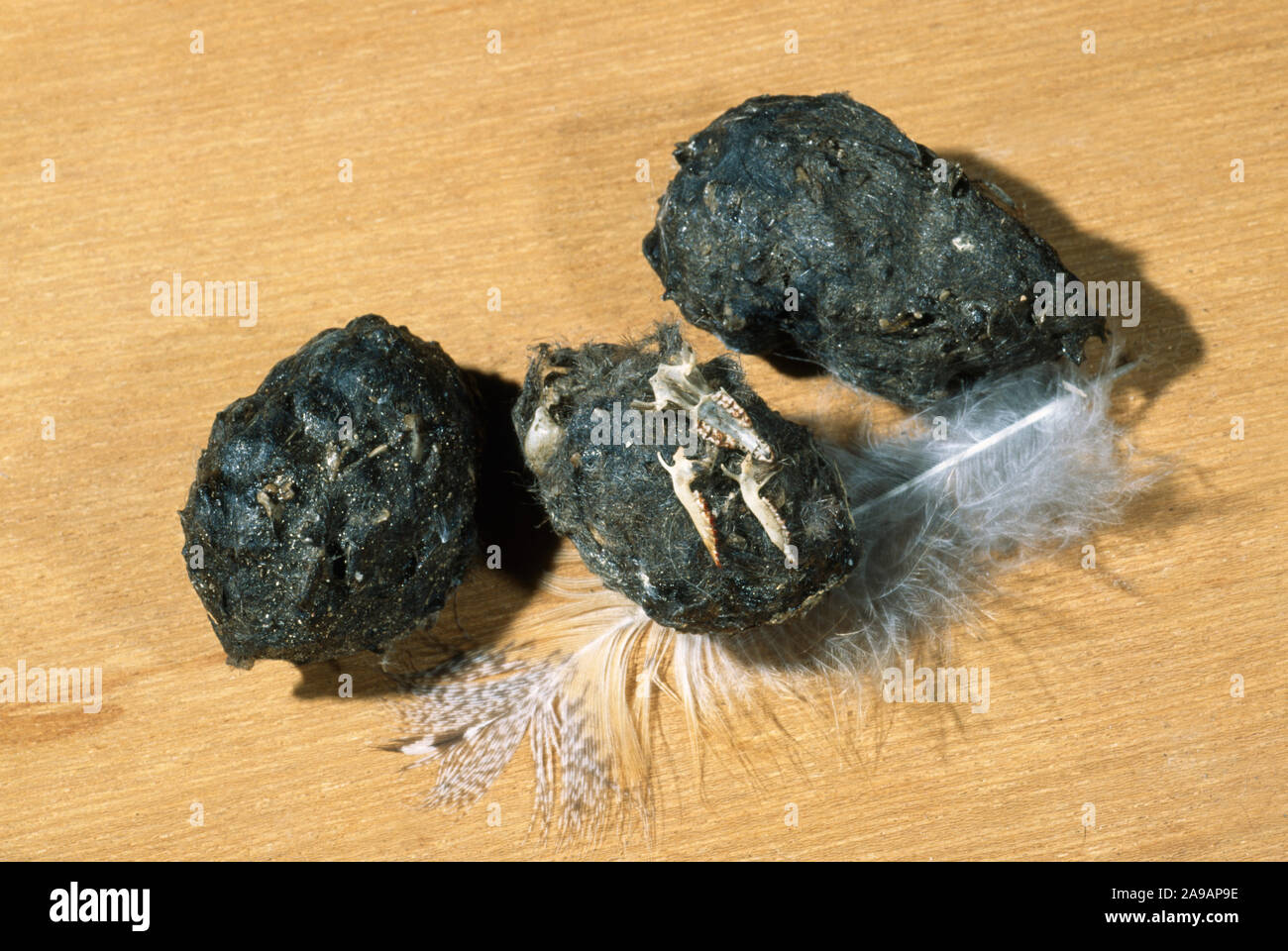 Il barbagianni (Tyto alba). Pellet RIGURGITATO.cranio e ganasce inferiori le ossa di Megera in appoggio sul medio pellet. Foto Stock