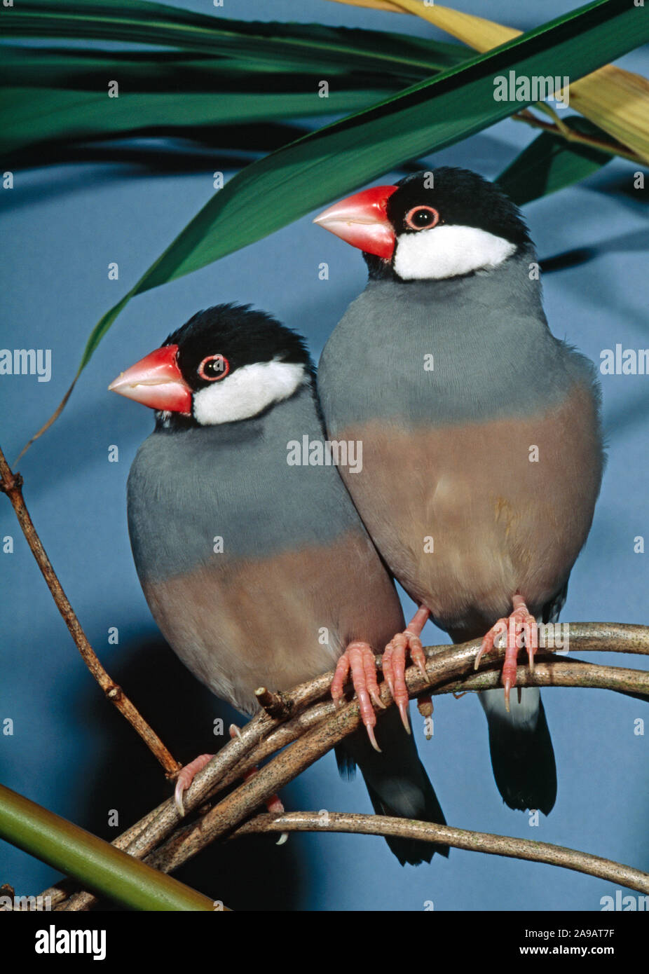 JAVA PASSERI Padda oryzivora due appollaiate sul ramo native di Java e di Bali. Foto Stock