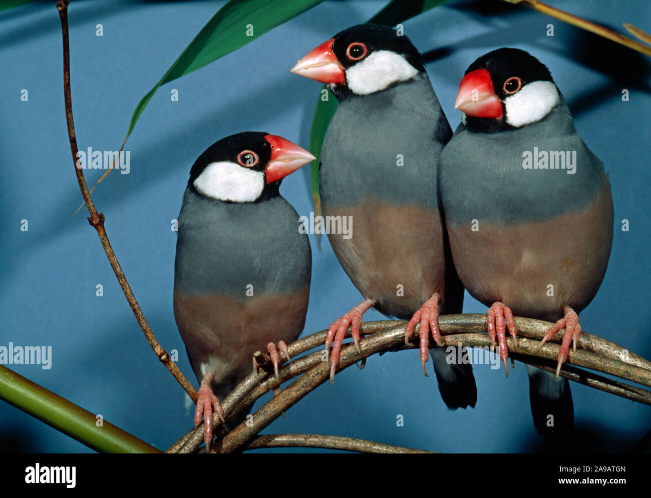 JAVA PASSERI gruppo di tre. (Padda oryzivora). Nativo di Java e di Bali. Foto Stock