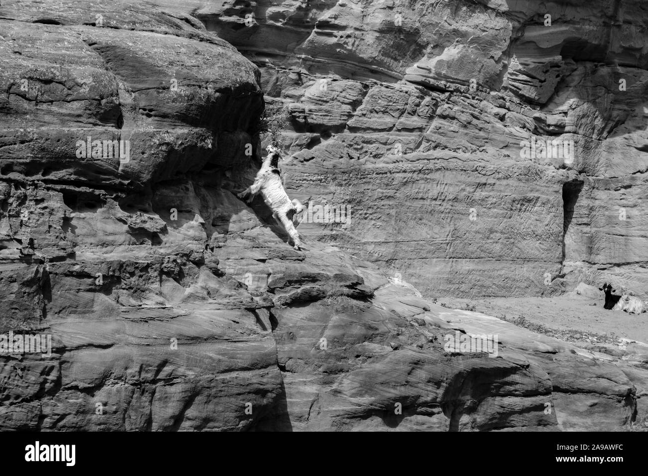 Una capra stretching per alcune foglie su una montagna di Petra, Giordania Foto Stock
