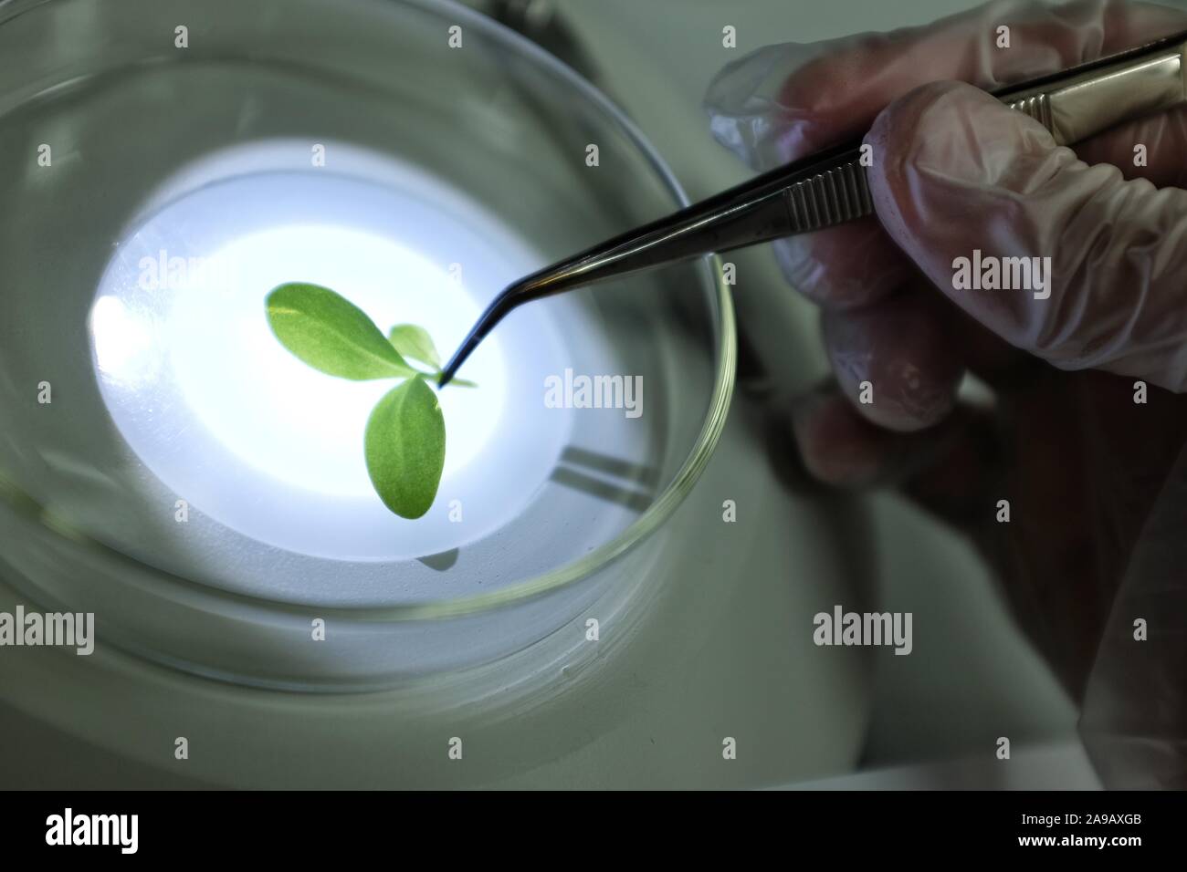 Ricerca sulle piante in laboratorio Foto Stock
