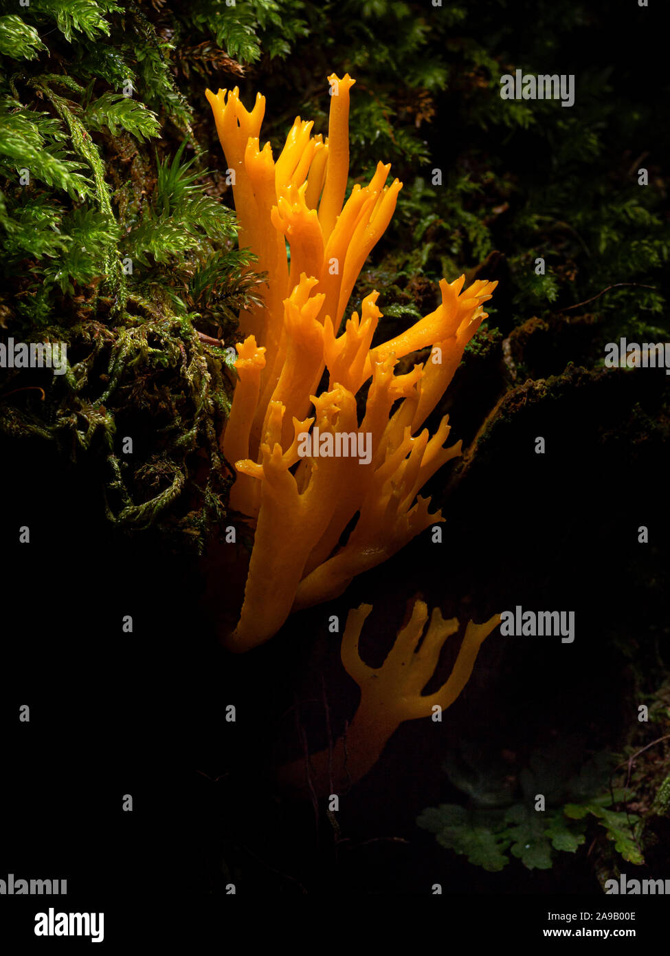 Fotografia di close-up di giallo staghorn funghi nel bosco Foto Stock