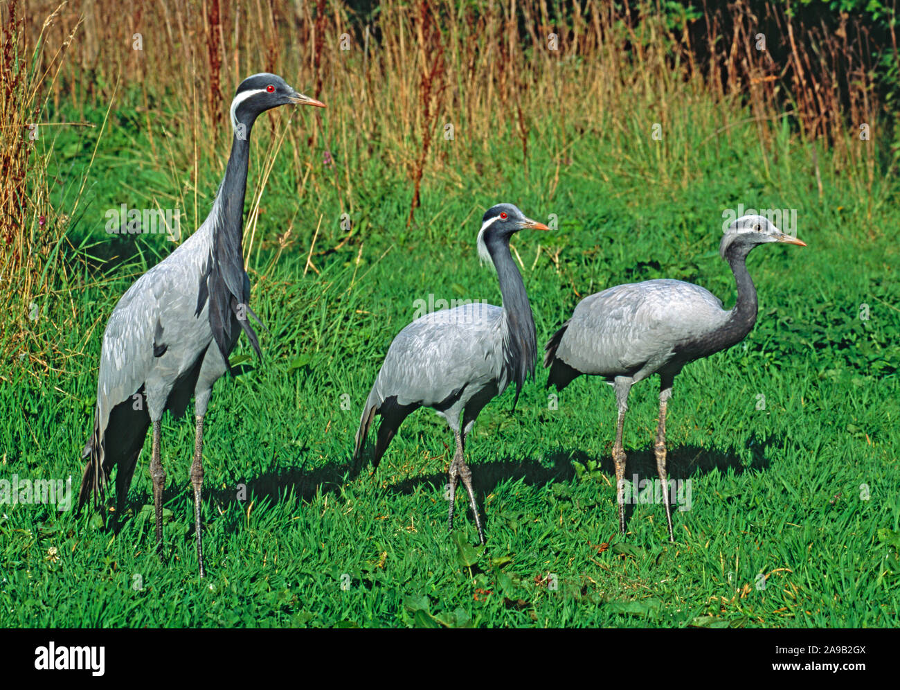 DEMOISELLE gru famiglia Anthropoides virgo adulto coppia sulla sinistra con quattro mesi di età chick sulla destra. NB- dark iris per l'occhio, e ancora in via di sviluppo di Pentecoste Foto Stock