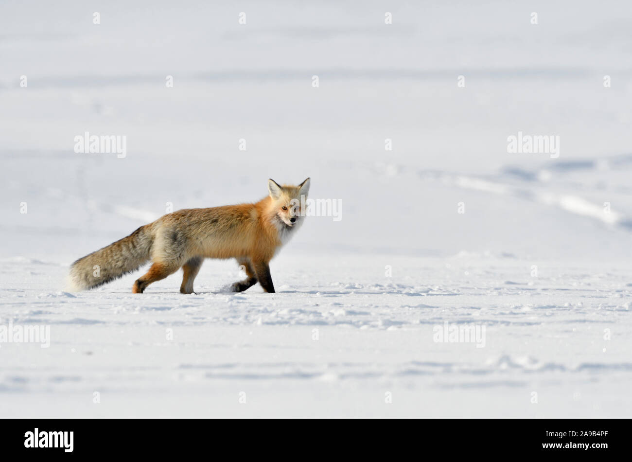 American Red Fox / Amerikanischer Rotfuchs ( Vulpes vulpes ) in inverno in esecuzione attraverso la neve, guardando, Yellowstone NP, Wyoming negli Stati Uniti. Foto Stock