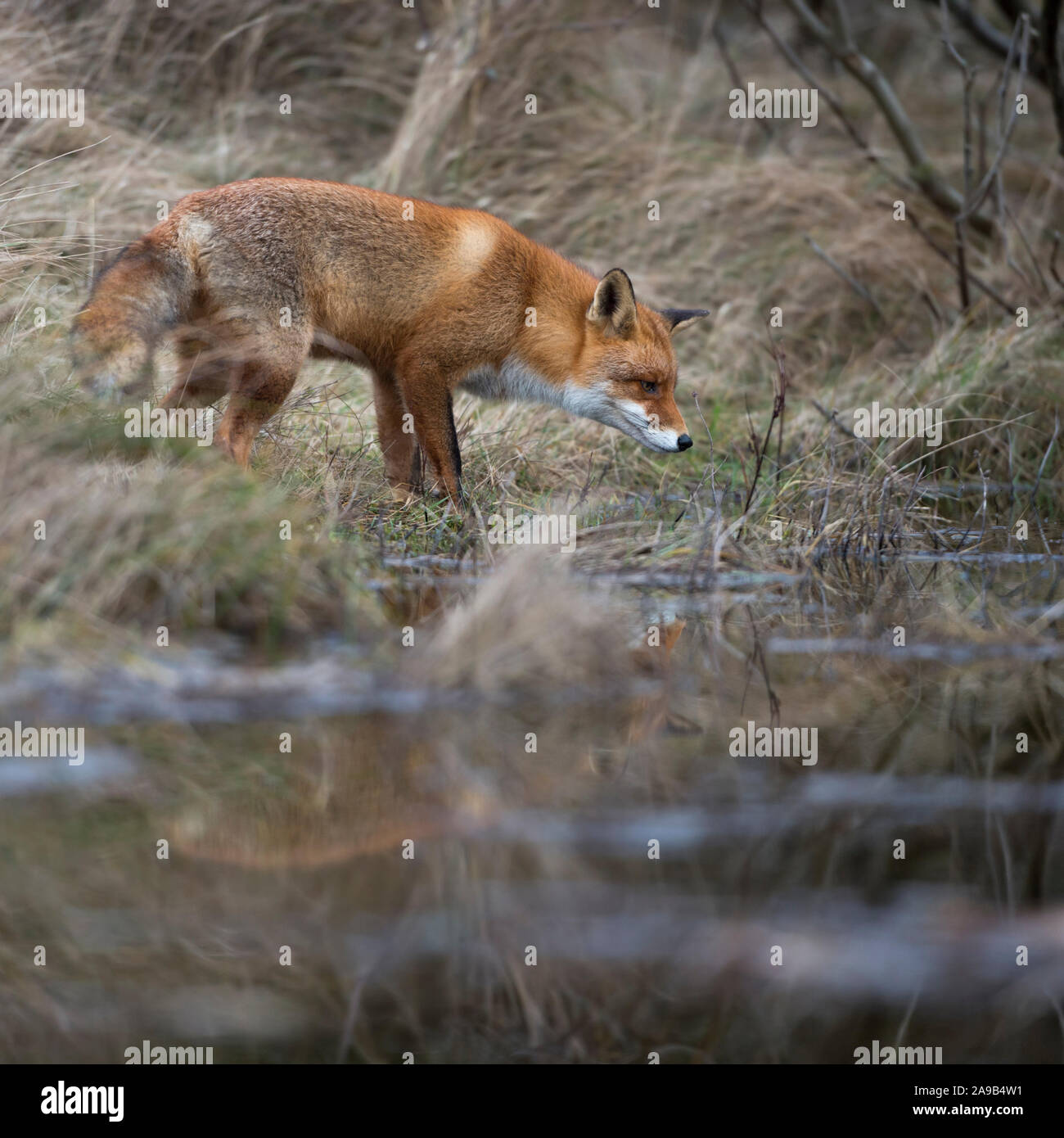 Red Fox / Rotfuchs ( Vulpes vulpes ) adulto , in tipico che circonda, la caccia ad un corpo di acqua, piccolo lago nei boschi, mirroring, la fauna selvatica, l'Europa. Foto Stock