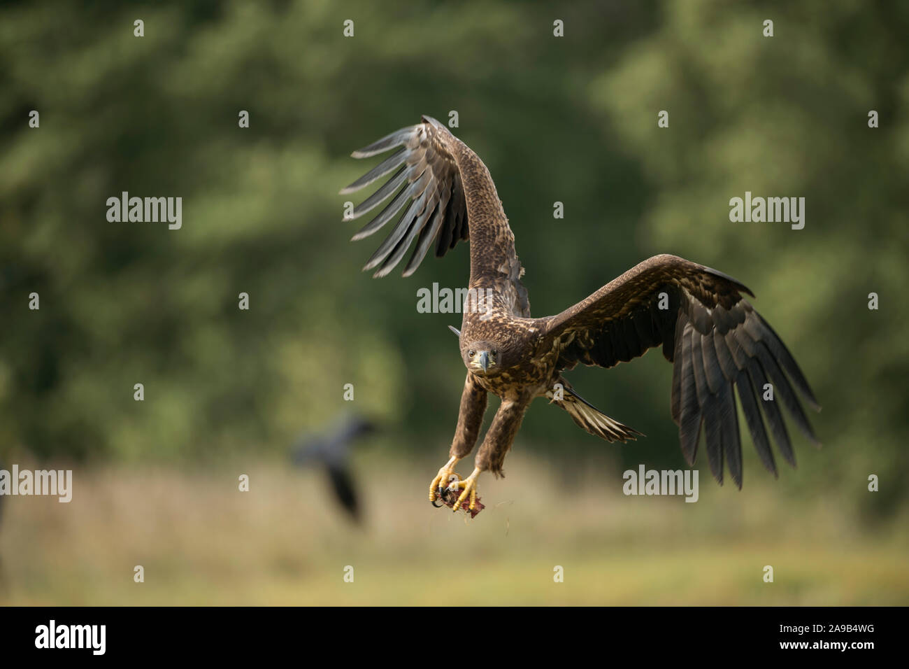 White-tailed Eagle / Sea Eagle / Seeadler ( Haliaeetus albicilla ) giovane adolescente in volo, battenti in, arrivando, con appeso artigli, potente fron Foto Stock