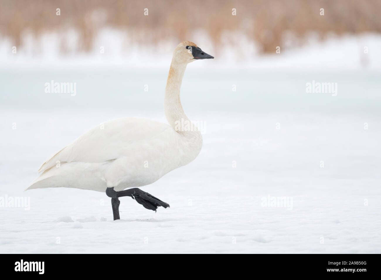 Trumpeter Swan / Trompeterschwan ( Cygnus buccinatore ), camminando su un corpo congelato di acqua, neve, Grand Teton National Park, Stati Uniti d'America. Foto Stock