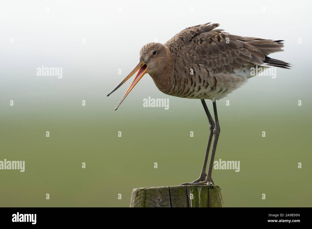 Nero tailed Godwit / Uferschnepfe ( Limosa limosa), adulto in abito di allevamento, appollaiato su un vecchio fencepost, guardando al di sopra del suo territorio, la chiamata, la guerra Foto Stock