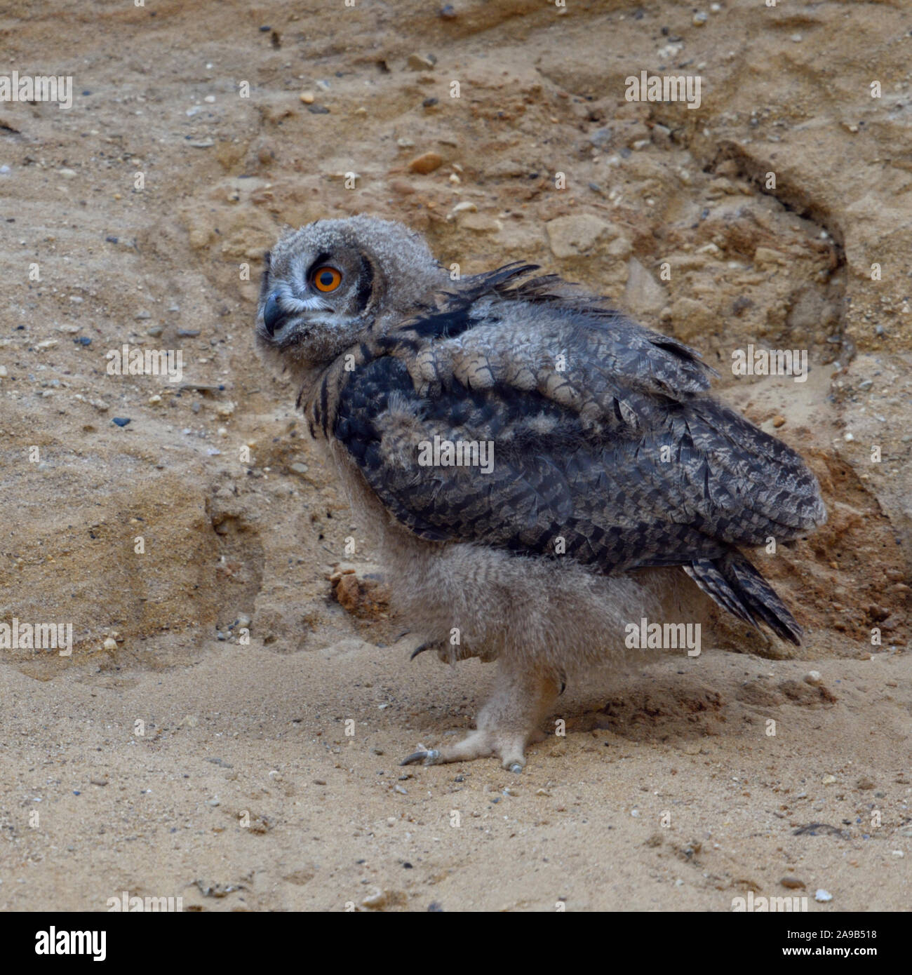 Gufo reale / Europaeischer Uhu ( Bubo bubo ), giovane pulcino, owlet in una buca di sabbia, waldking, esplorare i suoi dintorni, la fauna selvatica, l'Europa. Foto Stock
