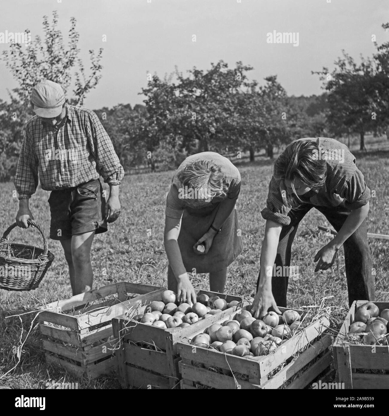 La famiglia la raccolta di mele, Germania 1955 Foto Stock