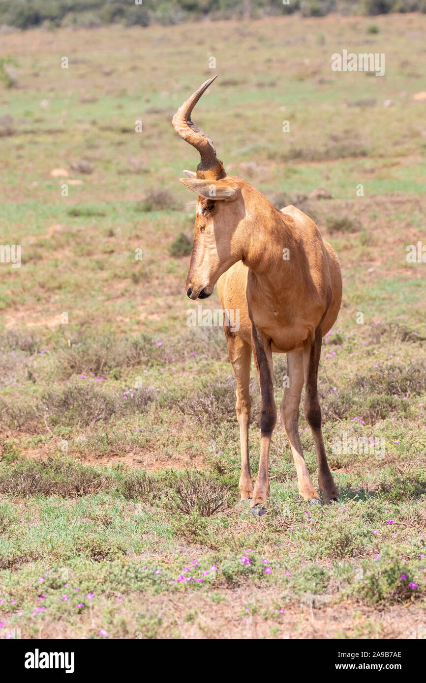 Red Hartebeest (Alcelaphus buselaphus caama /), Addo Elephant National Park, Capo orientale, Sud Africa. Vista frontale dei prati Foto Stock