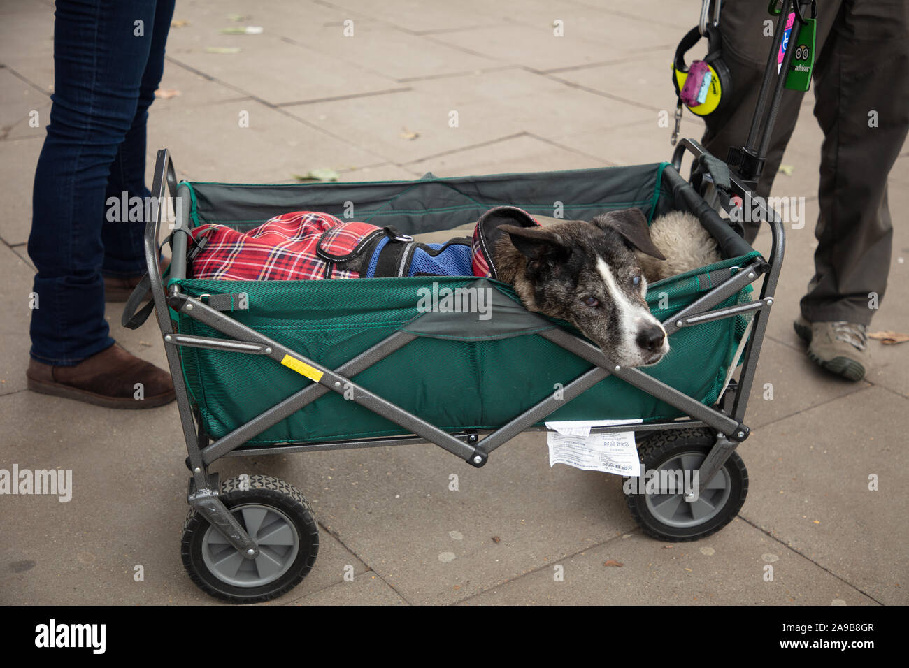 Dog vede trasportati in un carrello basso sulla riva sud del fiume Tamigi a Londra, Inghilterra, Regno Unito in un freddo giorno di novembre. Foto Stock