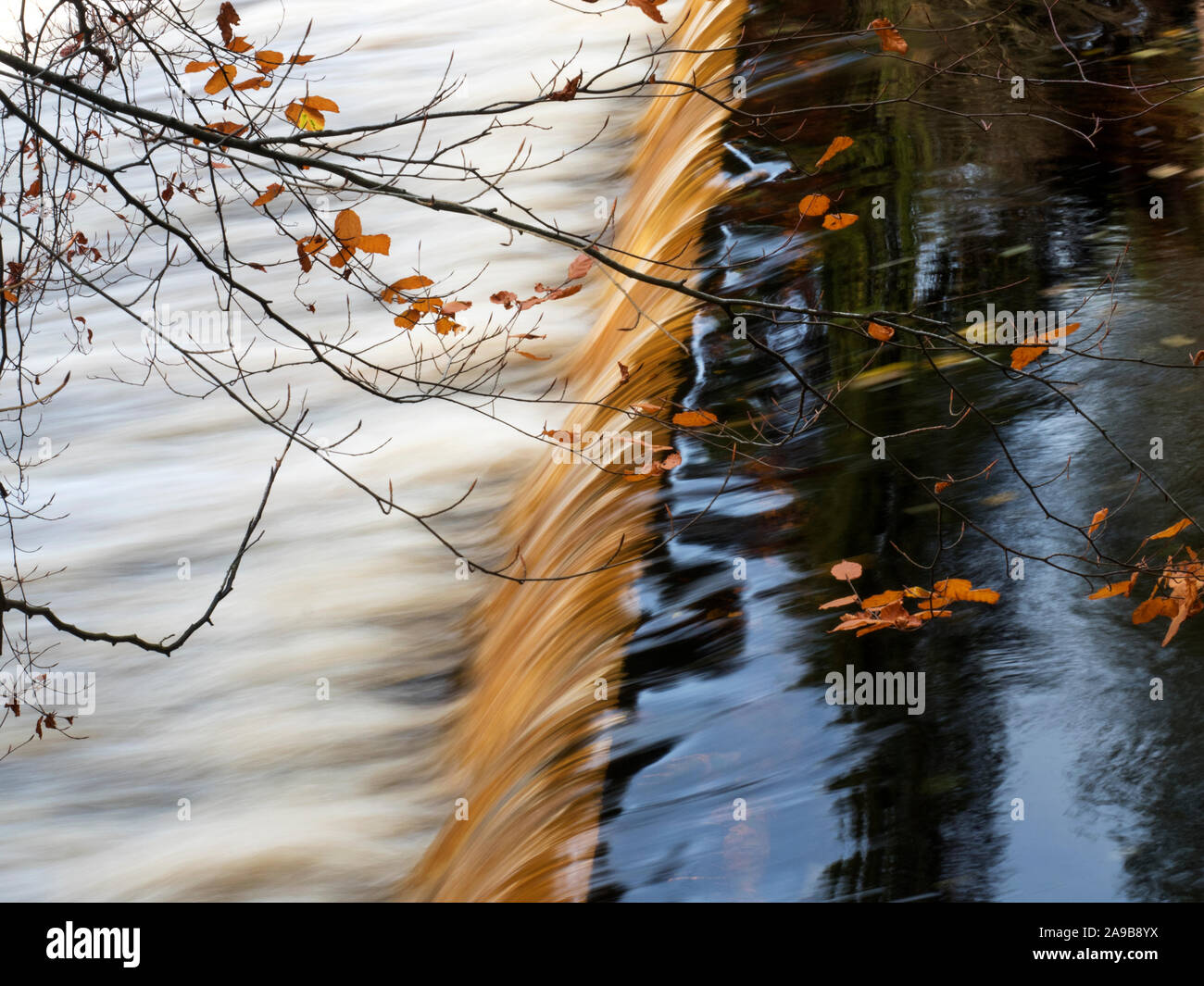 Foglie di autunno sovrastante la diga sul fiume Nidd vicino a Serre ponte Pateley Nidderdale North Yorkshire, Inghilterra Foto Stock