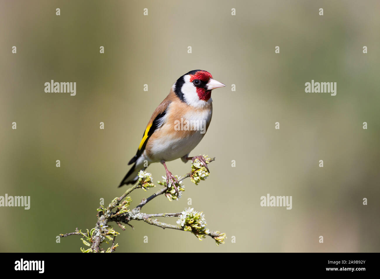 Cardellino, Carduelis carduelis, su un ramo di Prugnolo in primavera, il Galles Foto Stock