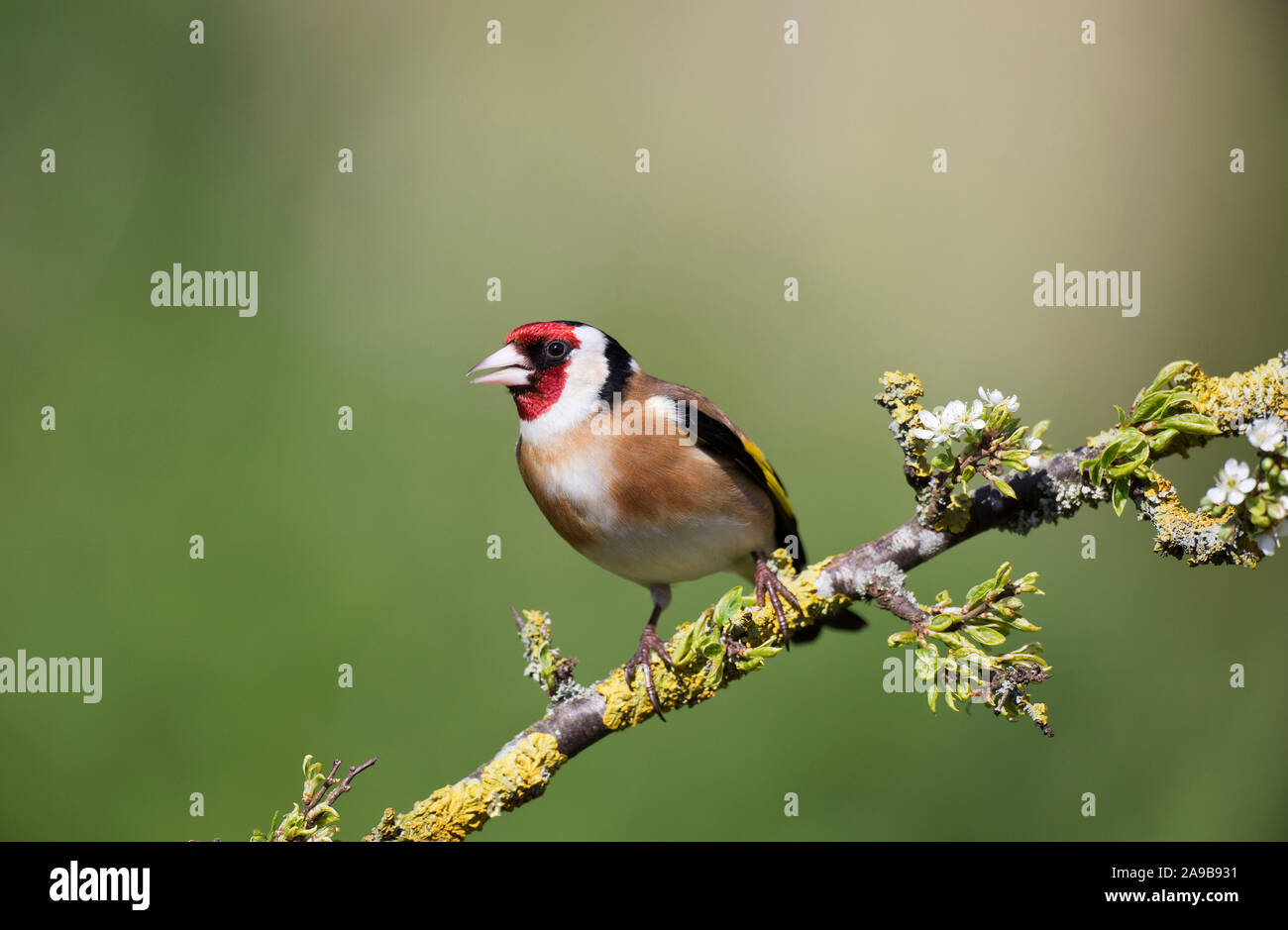 Cardellino, Carduelis carduelis, su un ramo di Prugnolo in primavera, il Galles Foto Stock