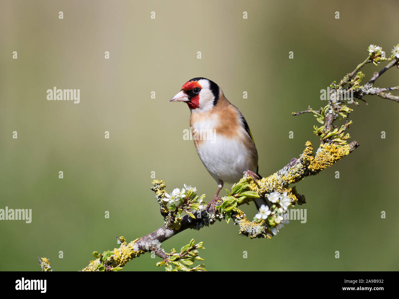 Cardellino, Carduelis carduelis, su un ramo di Prugnolo in primavera, il Galles Foto Stock