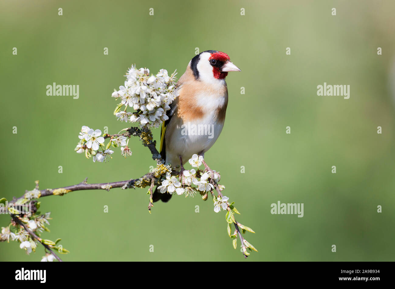 Cardellino, Carduelis carduelis, su un ramo di Prugnolo in primavera, il Galles Foto Stock