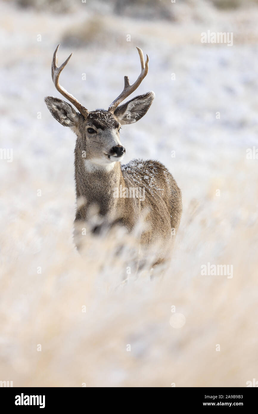 Mule Deer Buck con corna in snow closeup in un prato presso la Colorado Rocky Mountain Arsenal National Wildlife Refuge durante l'autunno rut Foto Stock