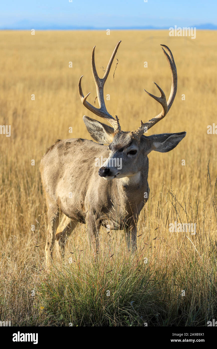 MUle Deer Buck con corna closeup in un prato Foto Stock