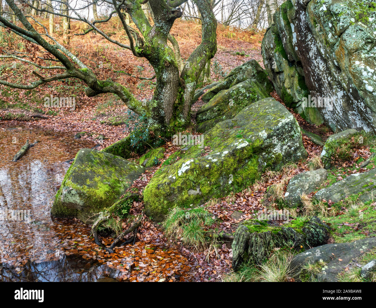 Rocce di muschio e la vecchia quercia da Guisecliff Tarn in Guisecliff Woood vicino ponte Pateley Nidderdale North Yorkshire, Inghilterra Foto Stock