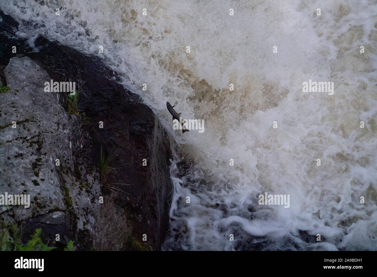Saltando il salmone atlantico presso le cascate di Shin Sutherland Scotland Regno Unito Foto Stock