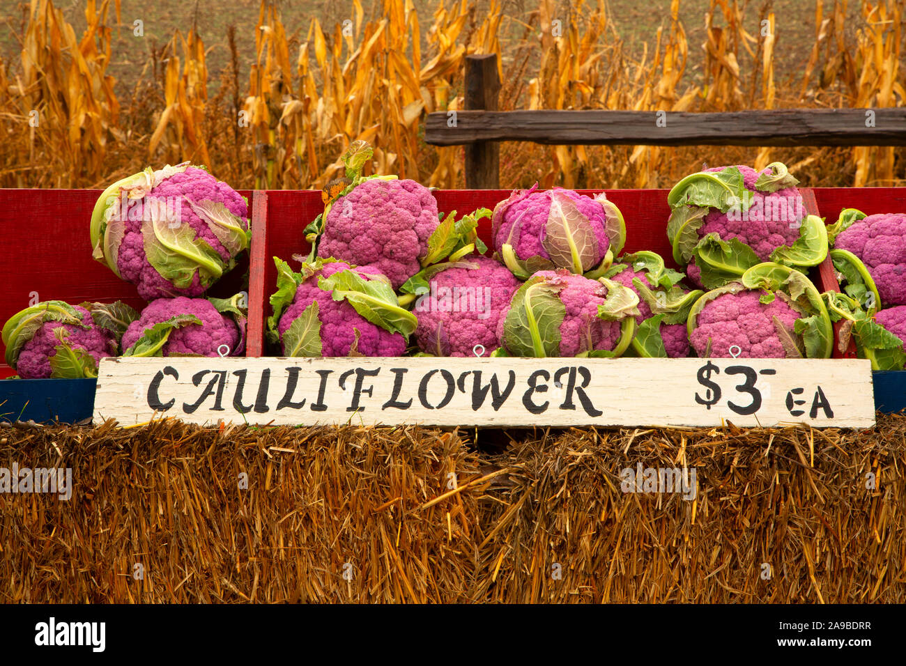 Cavolfiore viola a farm stand, Marion County, Oregon Foto Stock