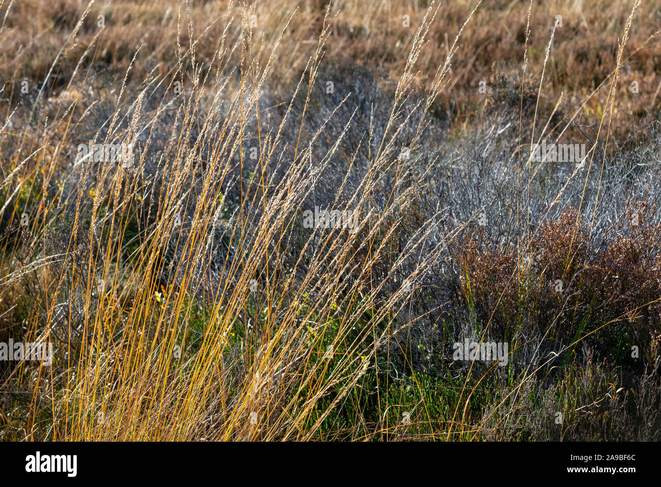Moorland erbe con grana fine in autunno sunshine. Derbyshire, Inghilterra. Foto Stock