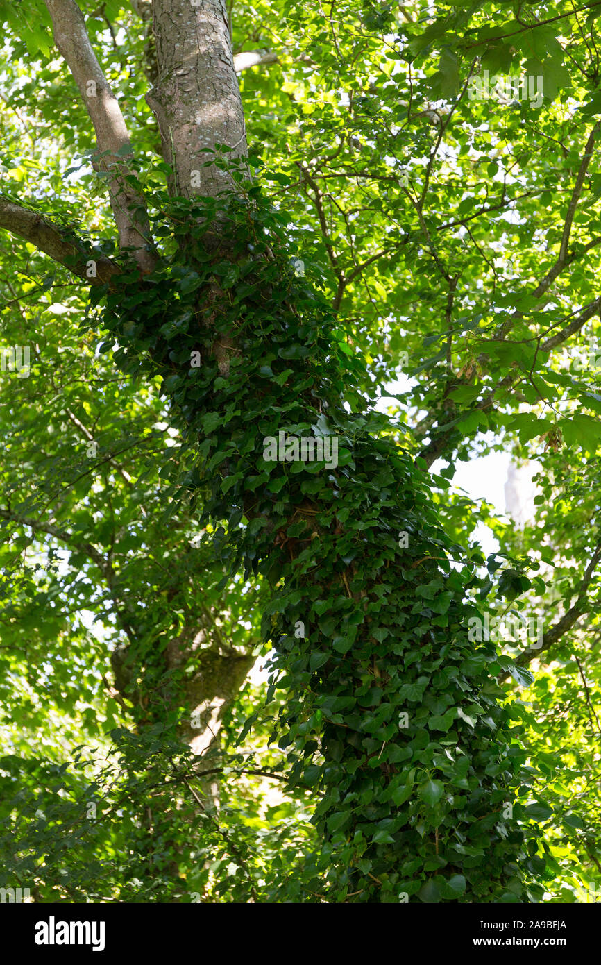 Edera (Hedera helix) che si arrampica sul tronco di albero. Inghilterra, Regno Unito Foto Stock