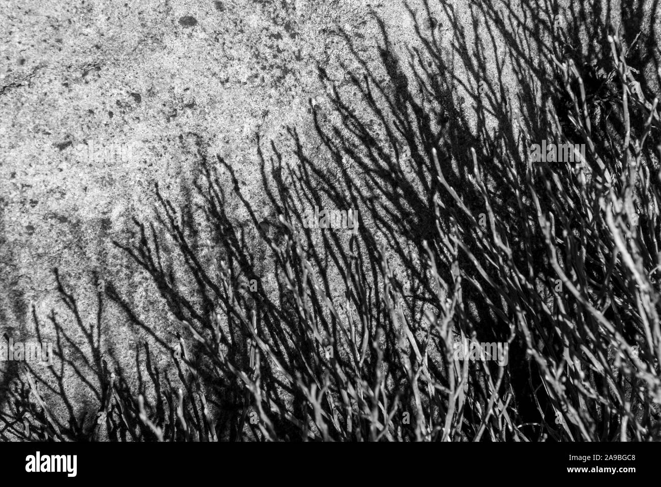 Il mirtillo e steli gettando ombre su una roccia gritstone. Moorland in Inghilterra settentrionale. Foto Stock