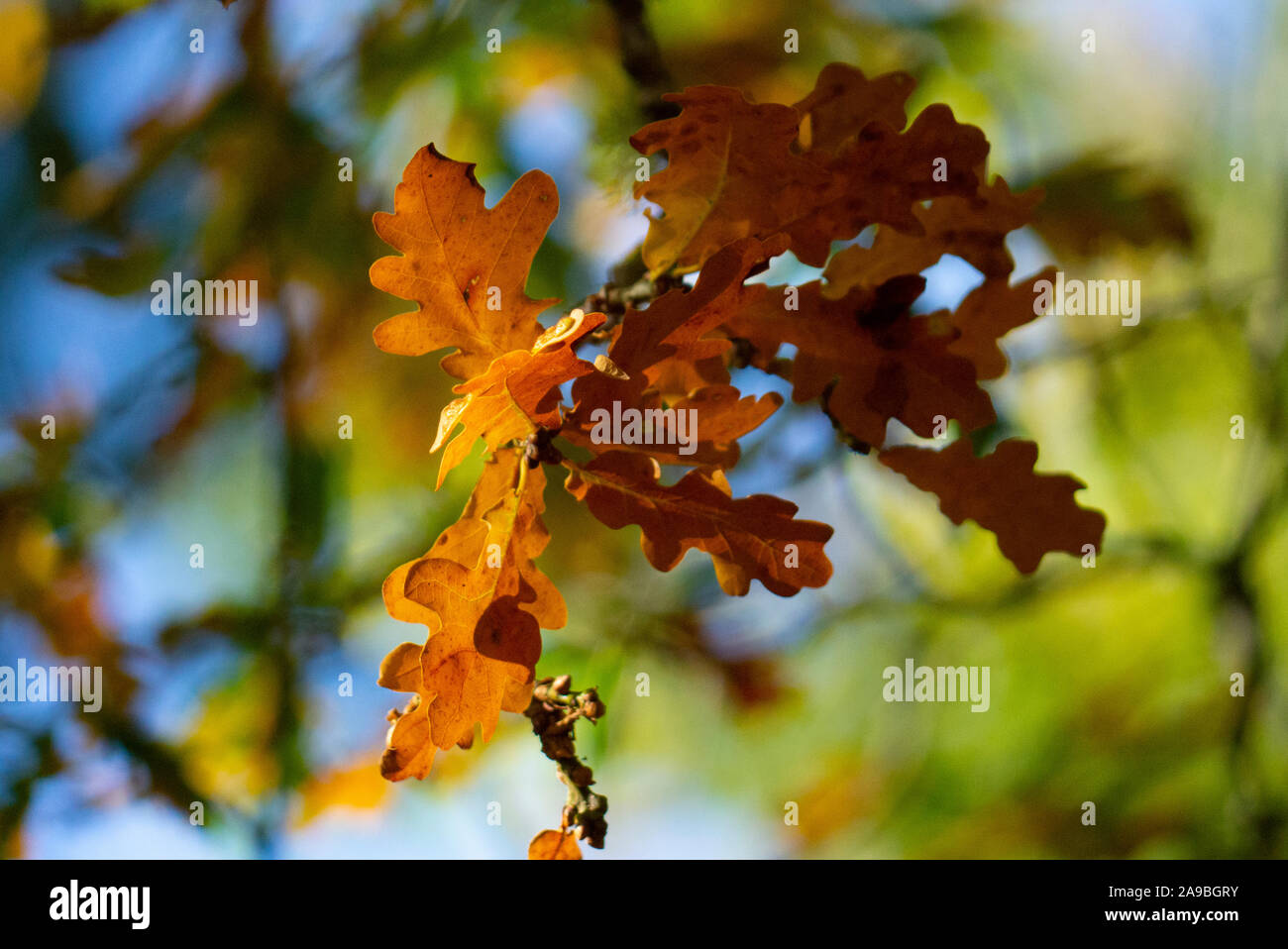Sutherland Scotland Regno Unito Foto Stock