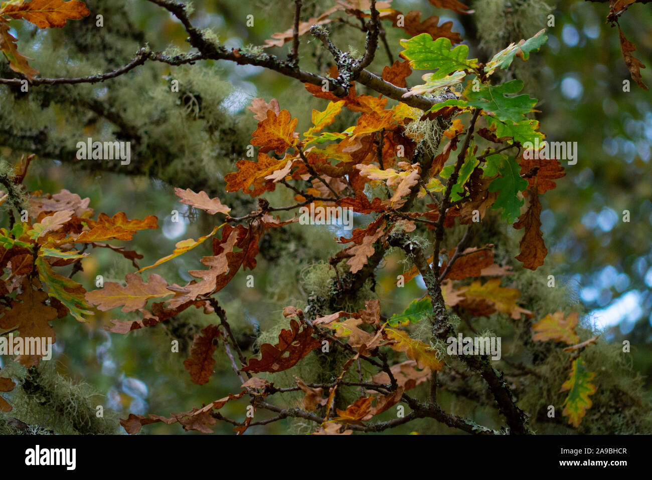 Sutherland Scotland Regno Unito Foto Stock