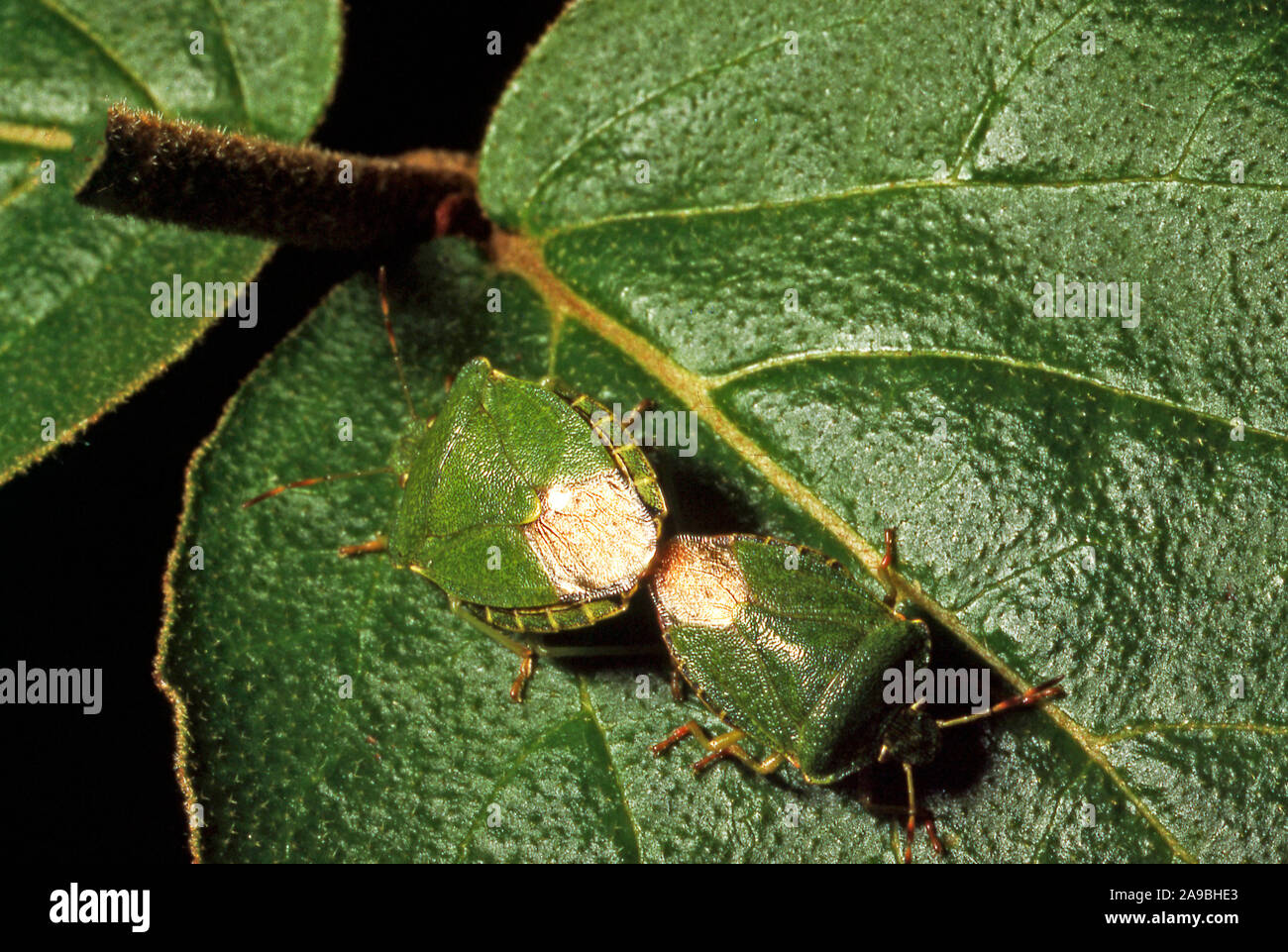 Bug di protezione coniugata; PALOMENA PRASINA Foto Stock