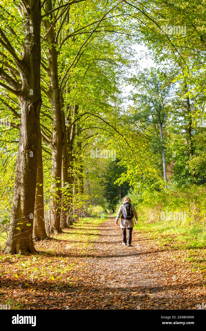 Olandese femmina anziani camminare attraverso splendidi colori autunnali nella foresta Foto Stock