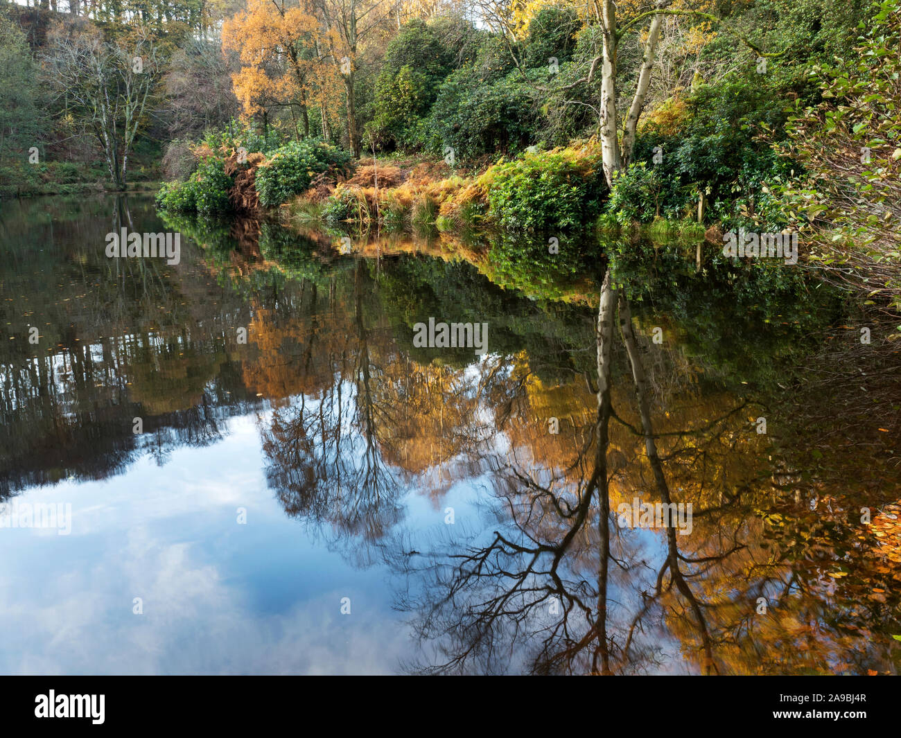 Autunno riflessioni in legno Peschiera vicino Bewerley ponte Pateley Nidderdale North Yorkshire, Inghilterra Foto Stock