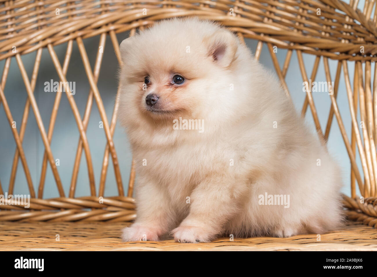 Grazioso cucciolo di Pomerania in miniatura Spitz Zwergspitz o Spitz Nana  su una sedia. Un cane di piccola taglia è di due mesi Foto stock - Alamy