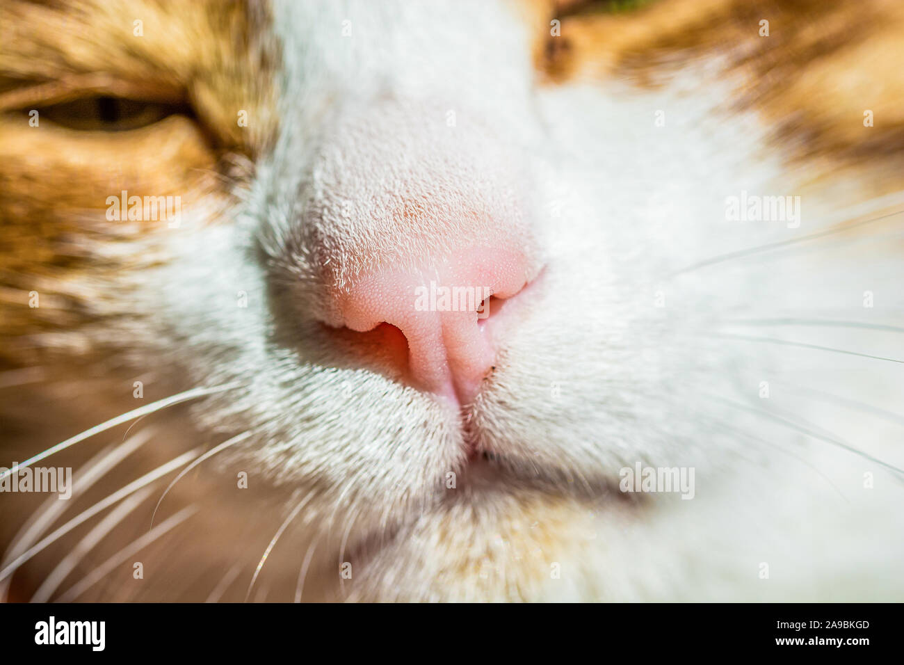 Rosa di zenzero bianco naso cat Foto Stock Rosa di zenzero bianco naso cat Foto Stock