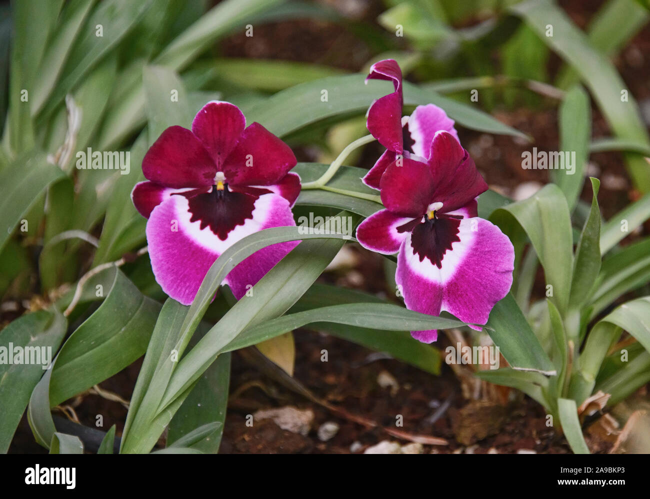 Phalaenopsis orchid in Quito Giardini Botanici, Quito Ecuado Foto Stock