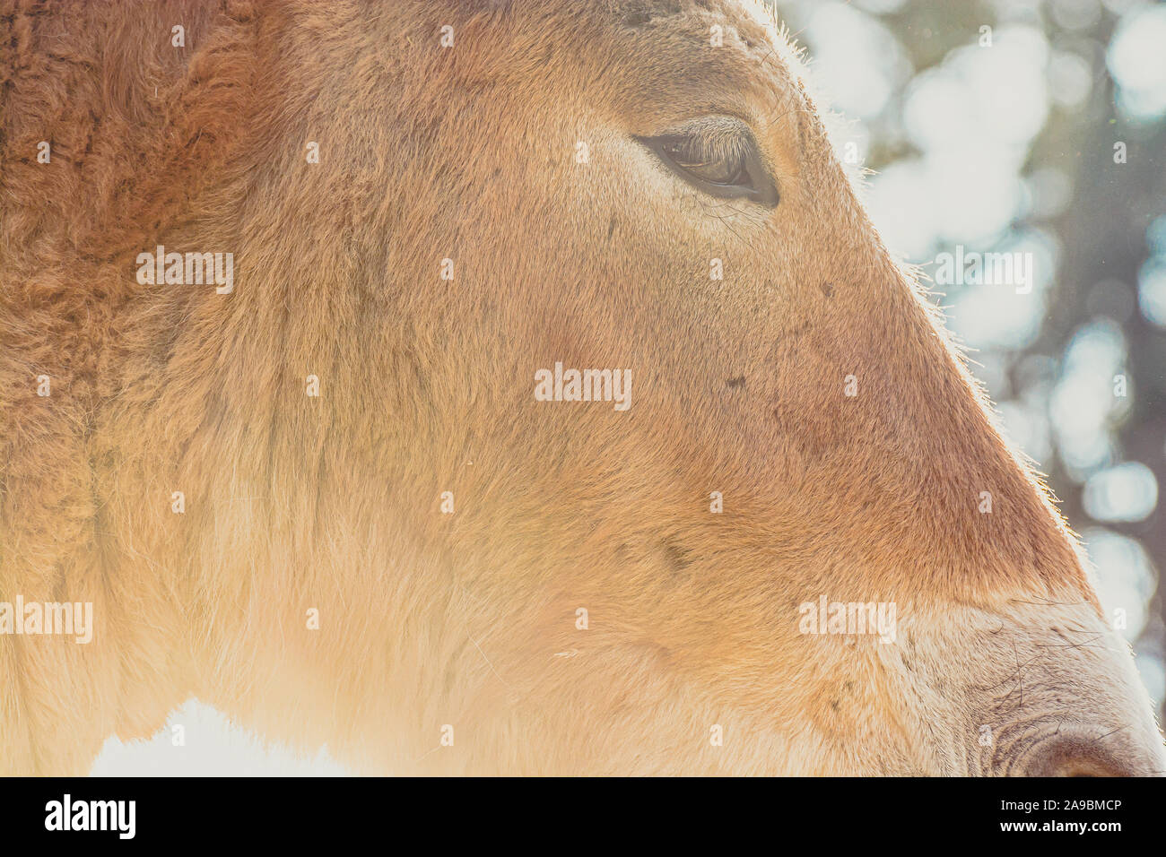 Dettaglio della testa di cavallo di Przewalski in sunset, Zoo di Praga, Repubblica Ceca Foto Stock