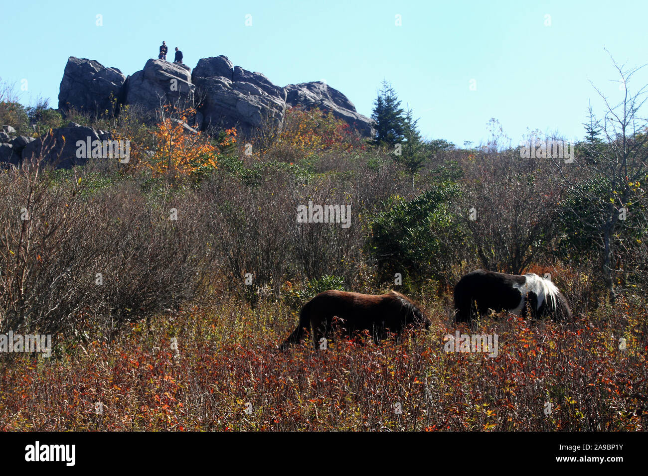 Pony selvatici a Grayson Highlands State Park in Virginia, Stati Uniti d'America. Foto Stock