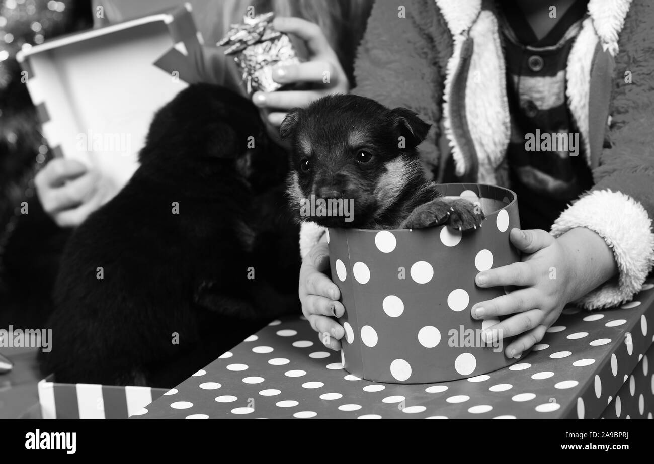 Anno di cane, celebrazione di vacanza. I cani in scatola presente nelle mani di bambini. Anno nuovo, cuccioli in confezione regalo con la polka dot. Il Pet e animale, cane anno, dono del concetto. Boxing Day e la festa d'inverno. Foto Stock