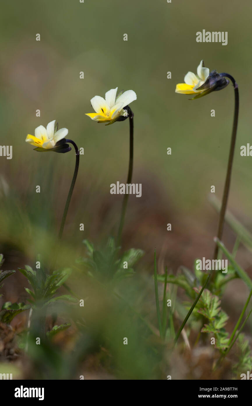 Viola arvense,Acker-Stiefmuetterchen,campo europeo Pansy Foto Stock