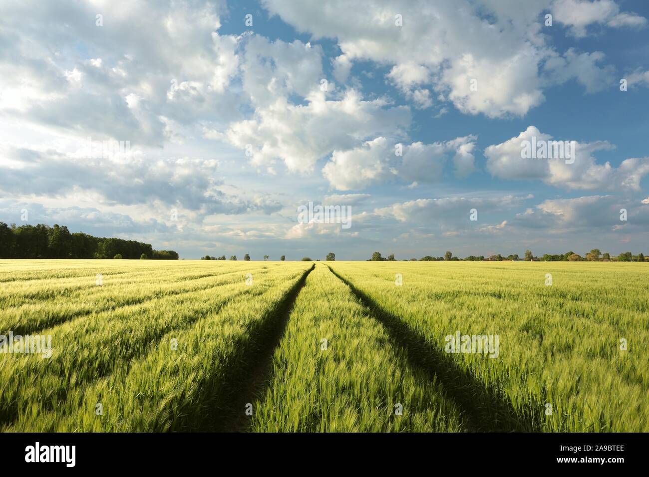 Paesaggio di primavera del campo di grano al tramonto. Foto Stock