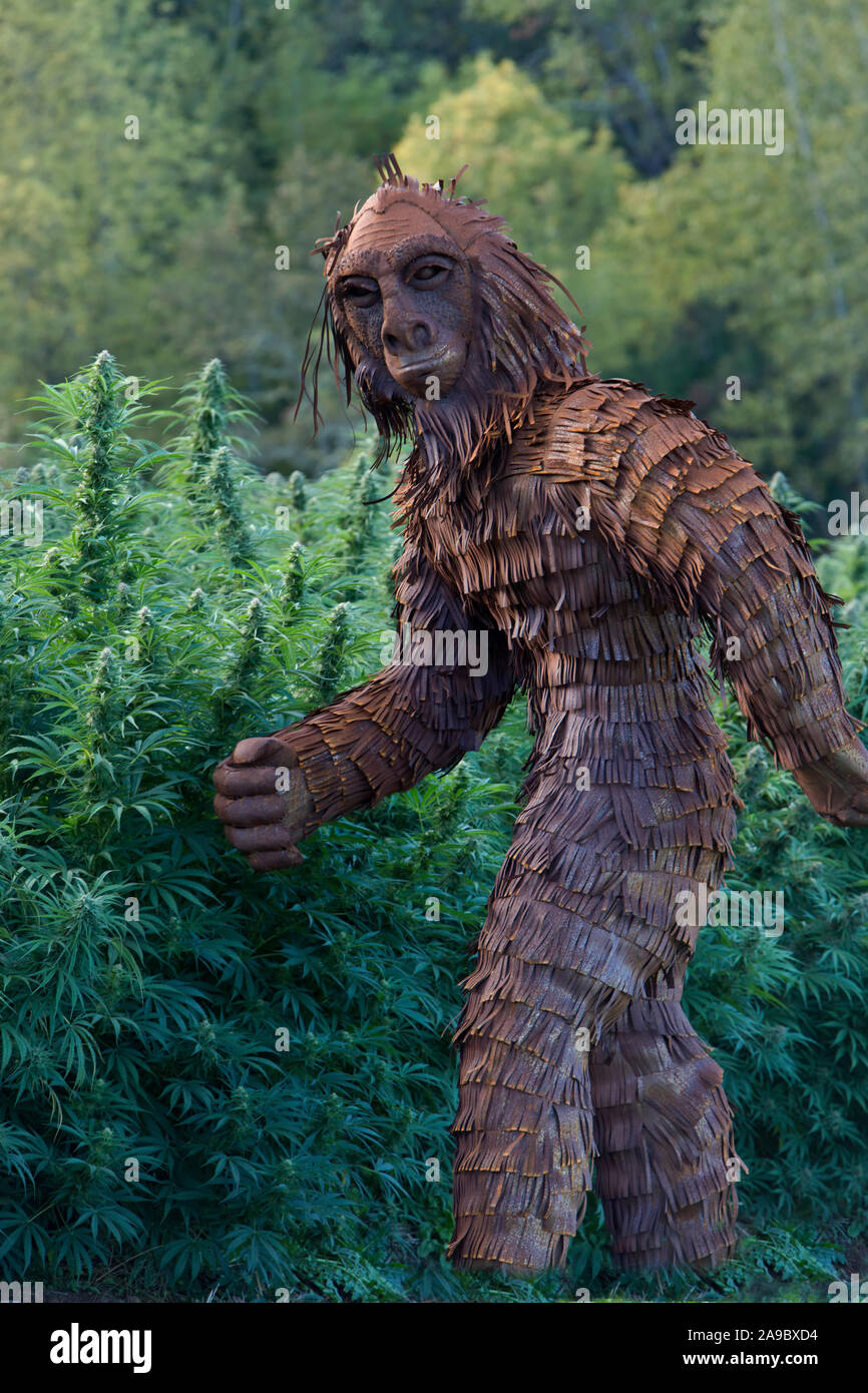 Bigfoot passando attraverso la canapa organico il campo 'Lifter' ceppo pm luce, Cannabis sativa. Foto Stock