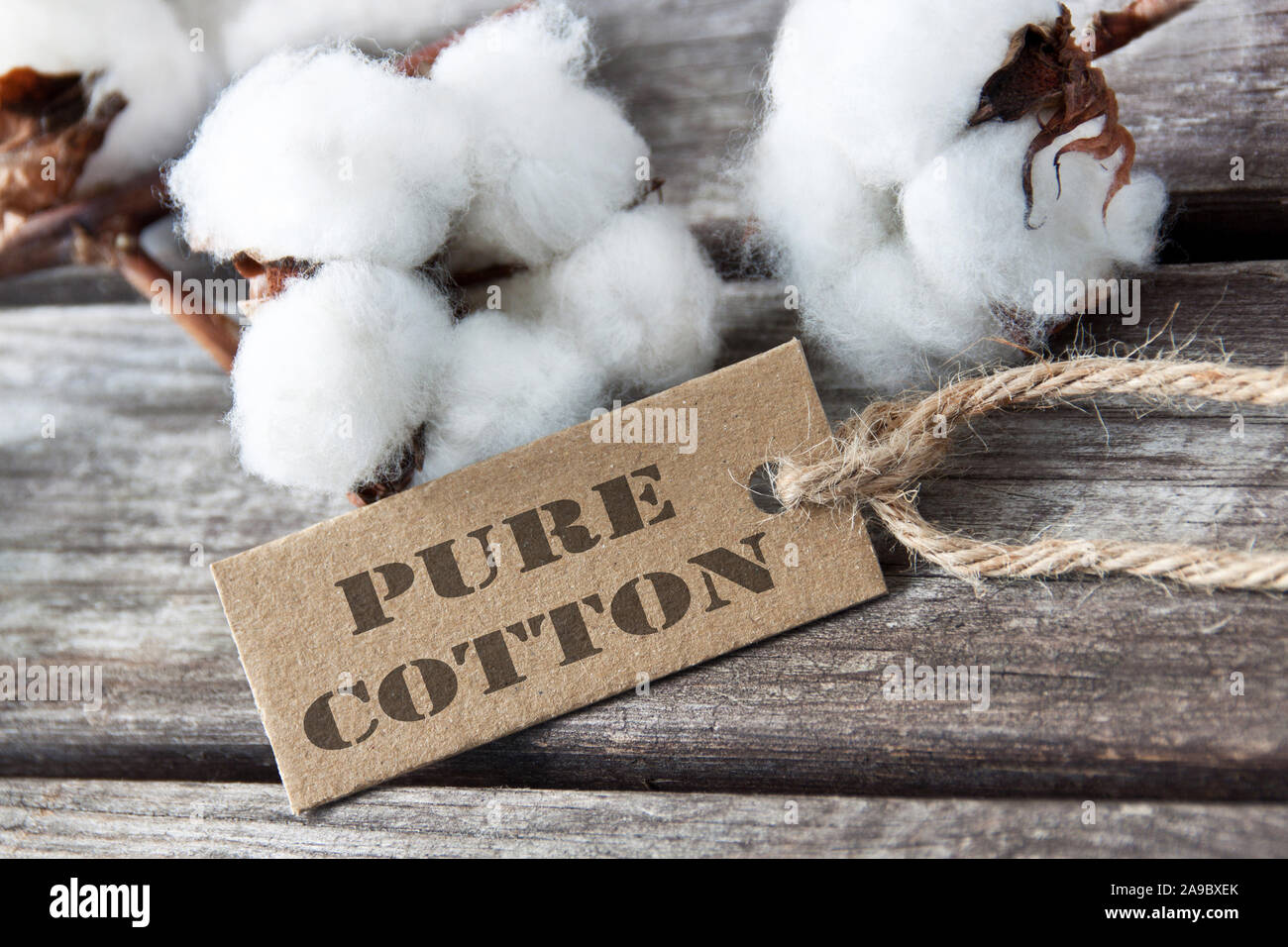 Pianta di cotone contro lo sfondo di legno con etichetta Foto Stock